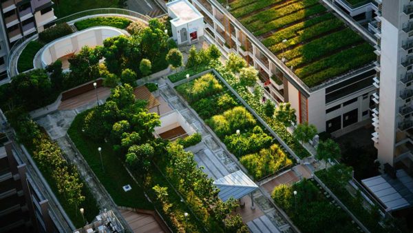 Green roofs consist of a waterproofing system and a layer of vegetation.